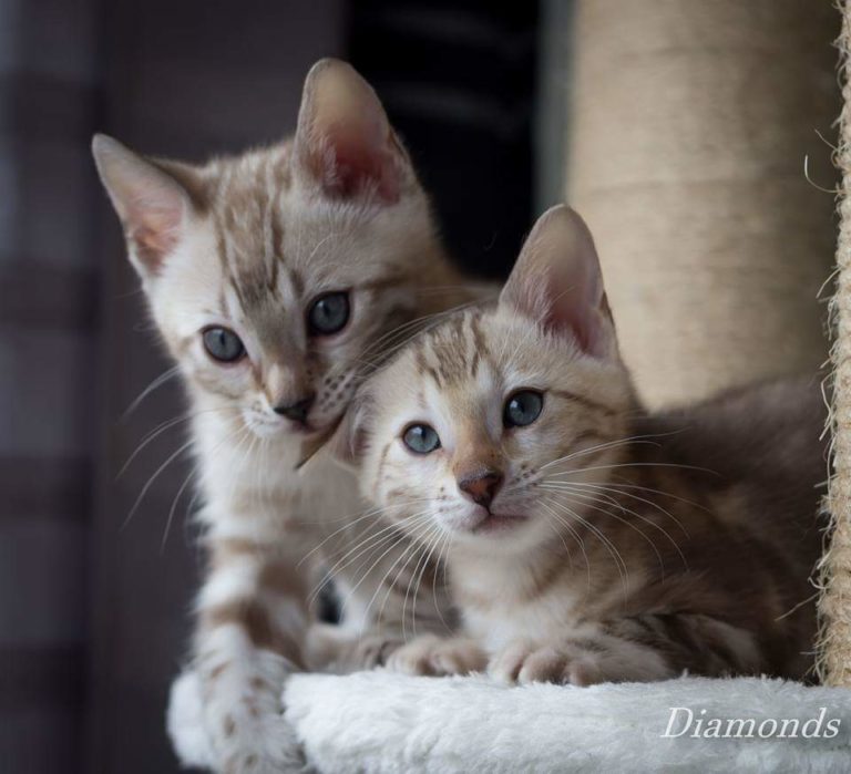 FB_IMG_1564027734482[1]