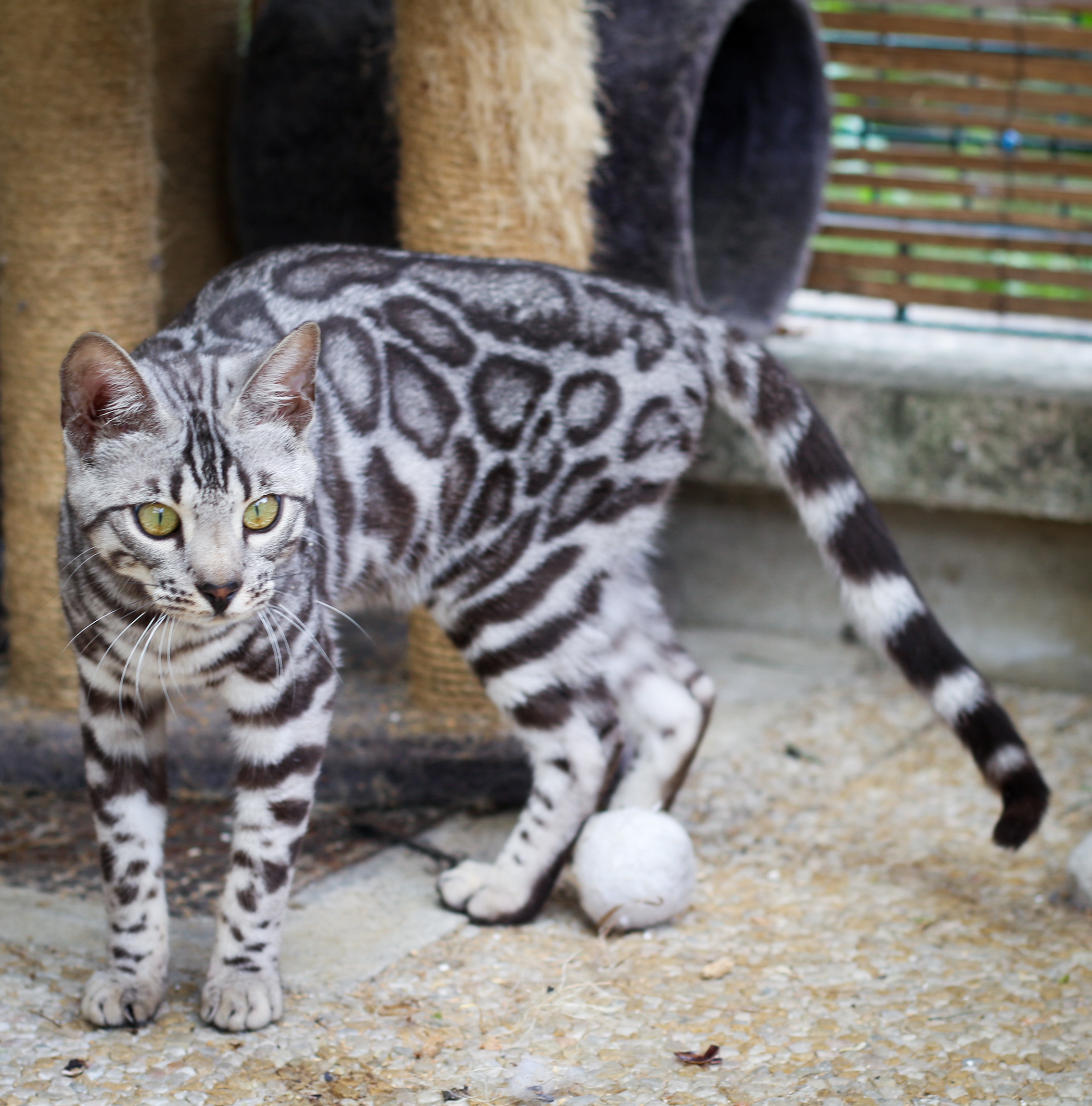 bengal silver